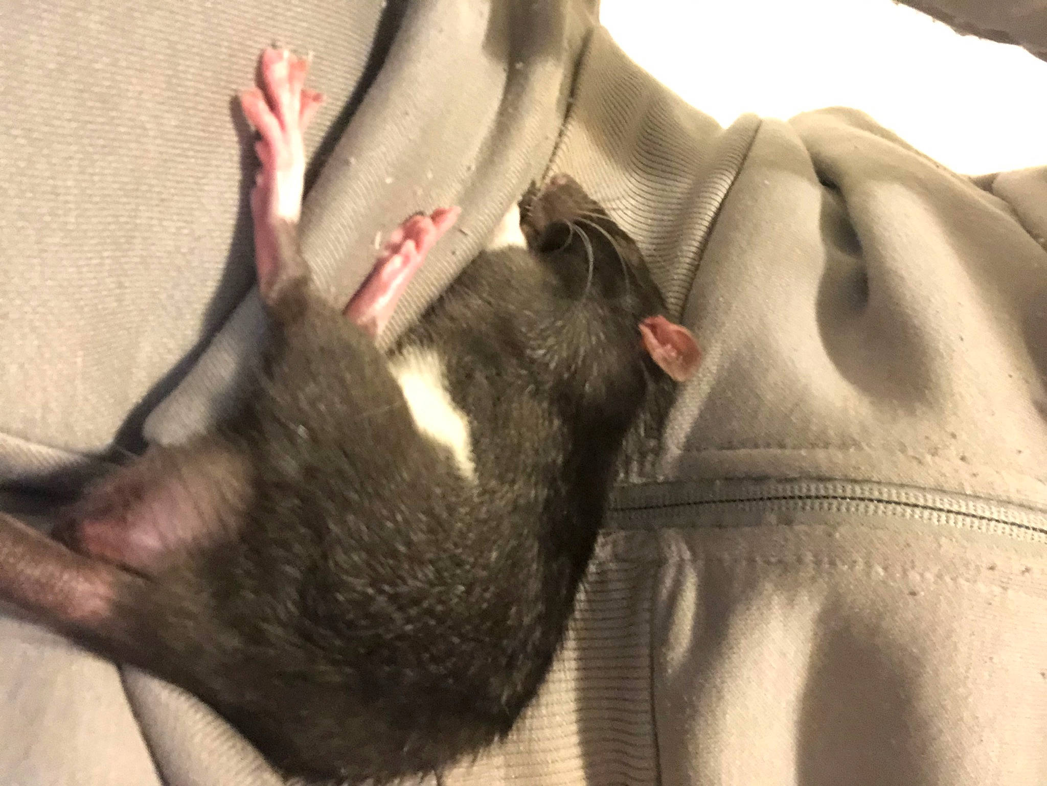 Lucky is registered to the contest to win money with this photo: fawn, muridae, rat, rodent, snout, tail, whiskers