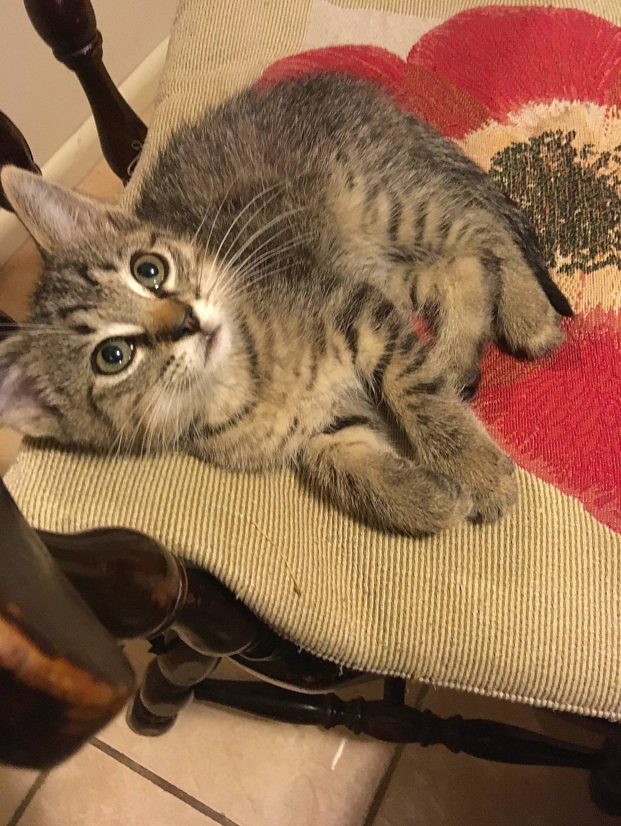 Jordan joined the competition — help win amazing prizes! art, carnivore, cat, claw, comfort, domestic_short_haired_cat, felidae, flooring, foot, fur, metal, paw, rectangle, sitting, small_to_medium_sized_cats, snout, square, tail, terrestrial_animal, whiskers