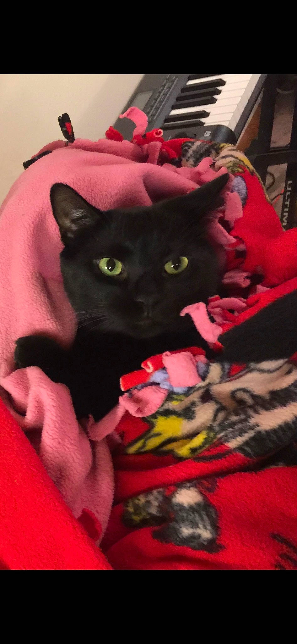 Coal is registered to the contest to win money with this photo: bag, black_cat, bombay, carmine, carnivore, cat, cat_supply, comfort, domestic_short_haired_cat, fashion_accessory, felidae, fur, magenta, pattern, pink, small_to_medium_sized_cats, tail, whiskers