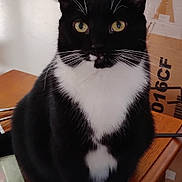 Rory joined the competition — help win amazing prizes! cat, tuxedo_cat, black_and_white, pet, animal, sitting, table, wooden_table, indoor, yellow_eyes, whiskers, fur, cute, looking_at_camera, domestic_cat, feline, paws, portrait, box, home