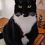 cat, tuxedo_cat, black_and_white, pet, animal, sitting, table, wooden_table, indoor, yellow_eyes, whiskers, fur, cute, looking_at_camera, domestic_cat, feline, paws, portrait, box, home