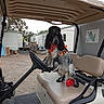 Aska participe au concours pour gagner de l'argent avec cette photo : dog, spaniel, black_and_white, long_ears, sitting, golf_cart, steering_wheel, bandana, harness, toy, outdoor, campground, mobile_home, travel, vehicle, pet, portrait, animal, gravel, daylight