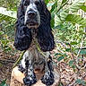 Aska a rejoint le concours — aidez-le/la à gagner de superbes lots ! dog, spaniel, english_springer_spaniel, black_and_white, long_hair, floppy_ears, brown_eyes, portrait, sitting, tree_stump, forest, woodland, outdoors, tropical_vegetation, large_leaves, nature, animal, pet, fur, alert