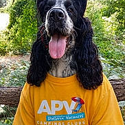 Aska a rejoint le concours — aidez-le/la à gagner de superbes lots ! dog, portrait, outdoor, forest, trees, greenery, yellow_shirt, t_shirt, camping, club_logo, long_hair, black_and_white, tongue_out, open_mouth, sitting, animal, pet, funny, centered_composition, natural_light