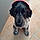 Aska