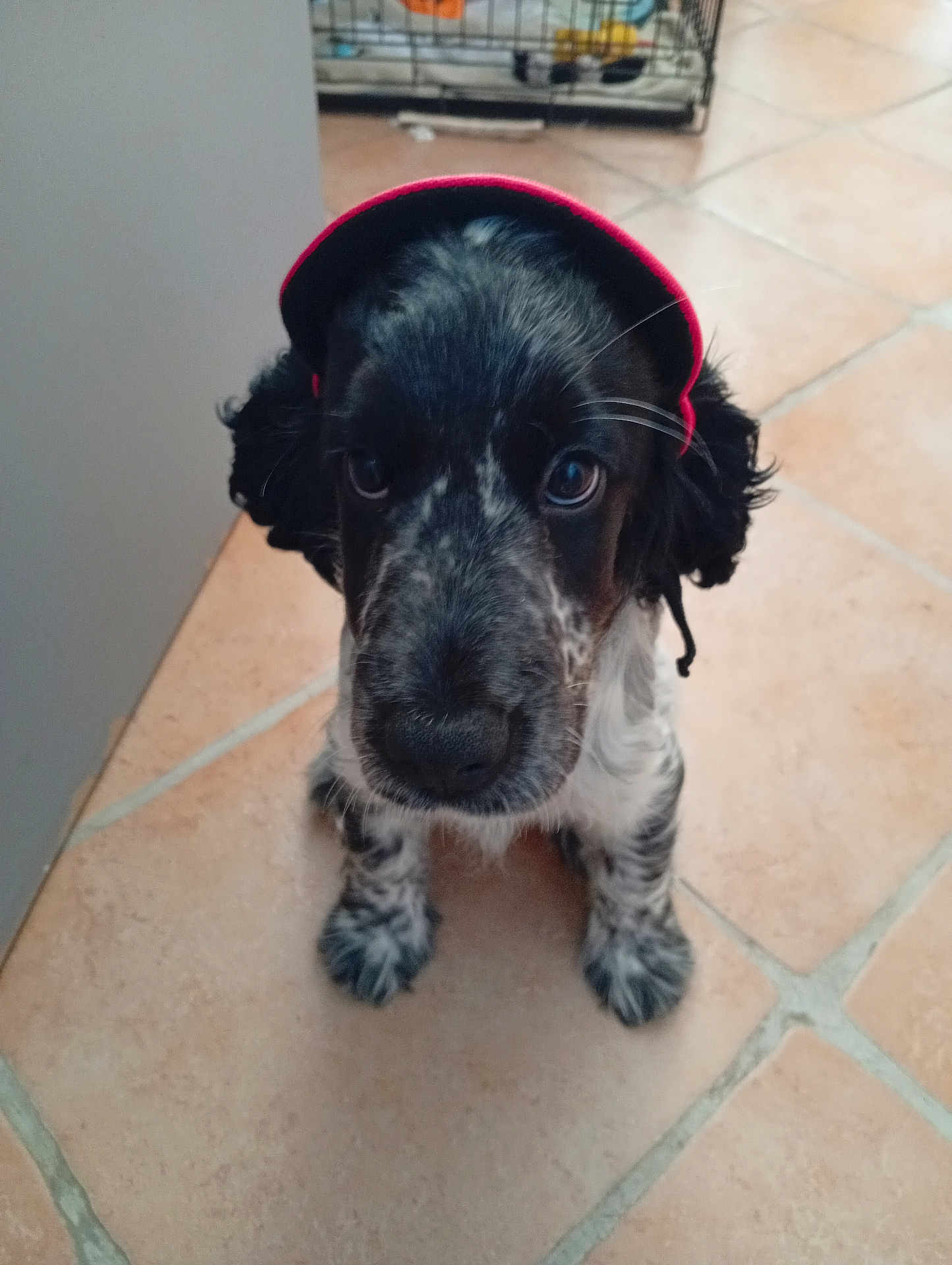 Aska a rejoint le concours — aidez-le/la à gagner de superbes lots ! puppy, dog, hat, indoor, floor, tile, black_and_white, pet, cute, looking_up, animal, fur, ears, sitting, young, domestic, adorable, small, face, whiskers