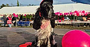Aska participe au concours pour gagner de l'argent avec cette photo : dog, black_and_white, fluffy, long_hair, sitting, cap, bandana, outdoor, festival, party, balloons, pink_balloons, stage, market, event, tent, bunting, flag, daylight, portrait
