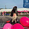balloons, bandana, black_and_white, bunting, cap, daylight, dog, event, festival, flag, fluffy, long_hair, market, outdoor, party, pink_balloons, portrait, sitting, stage, tent
