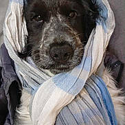 Aska Roulette participe au concours pour gagner de l'argent avec cette photo : dog, scarf, wrapped, black_and_white, cozy, portrait, indoor, cute, fur, pet, animal, snug, blue, white, fabric, closeup, face, warm, comfortable, laying_down