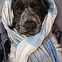 animal, black_and_white, blue, closeup, comfortable, cozy, cute, dog, fabric, face, fur, indoor, laying_down, pet, portrait, scarf, snug, warm, white, wrapped