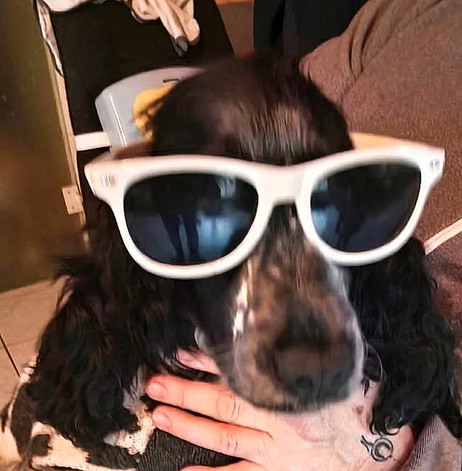 Aska Roulette participe au concours pour gagner de l'argent avec cette photo : dog, sunglasses, black_and_white, pet, cute, hand, indoor, tile_floor, person, fashion, accessory, portrait, animal, cocker_spaniel, funny, wearing, close_up, face, eyewear, domestic_animal