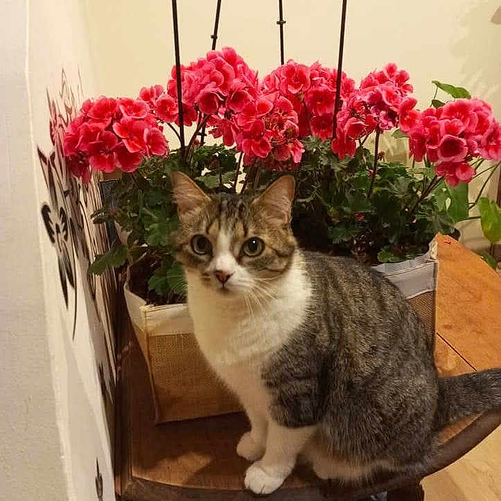 Zouizouille participe au concours pour gagner de l'argent avec cette photo : animal, carnation, cat, dahlia, flower, flowerarrangement, flowerbouquet, geranium, herbal, herbs, ikebana, jar, pet, petal, plant, planter, pottedplant, pottery, rose, vase