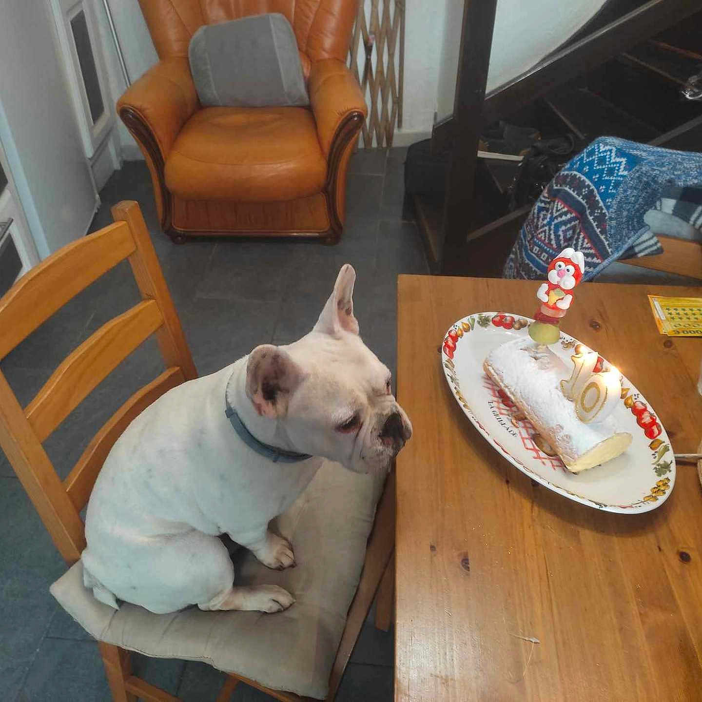 Joulio a rejoint le concours — aidez-le/la à gagner de superbes lots ! birthday_cake, cake, candles, celebration, chair, cushion, dog, floor, food, furniture, human_hand, indoor, jacket, kitchen, leather_armchair, pet, plate, table, white_dog, wooden_table