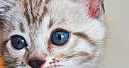 Baelor a rejoint le concours — aidez-le/la à gagner de superbes lots ! animal, blue_eyes, cat, close_up, cute, ears, face, feline, fur, head, indoor, kitten, mammal, nose, pet, portrait, soft_light, striped, whiskers, young