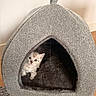 Baelor a rejoint le concours — aidez-le/la à gagner de superbes lots ! animal, cat, comfort, cozy, curious, cute, feline, fur, gray, home, indoor, kitten, peek, pet_house, small, snug, soft, texture, wood_floor, young