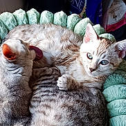 Baelor a rejoint le concours — aidez-le/la à gagner de superbes lots ! animal, cat, companion, cozy, cute, domestic, ears, feline, fluffy, fur, green, indoor, kitten, licking, pet_bed, playful, resting, snuggling, soft, whiskers