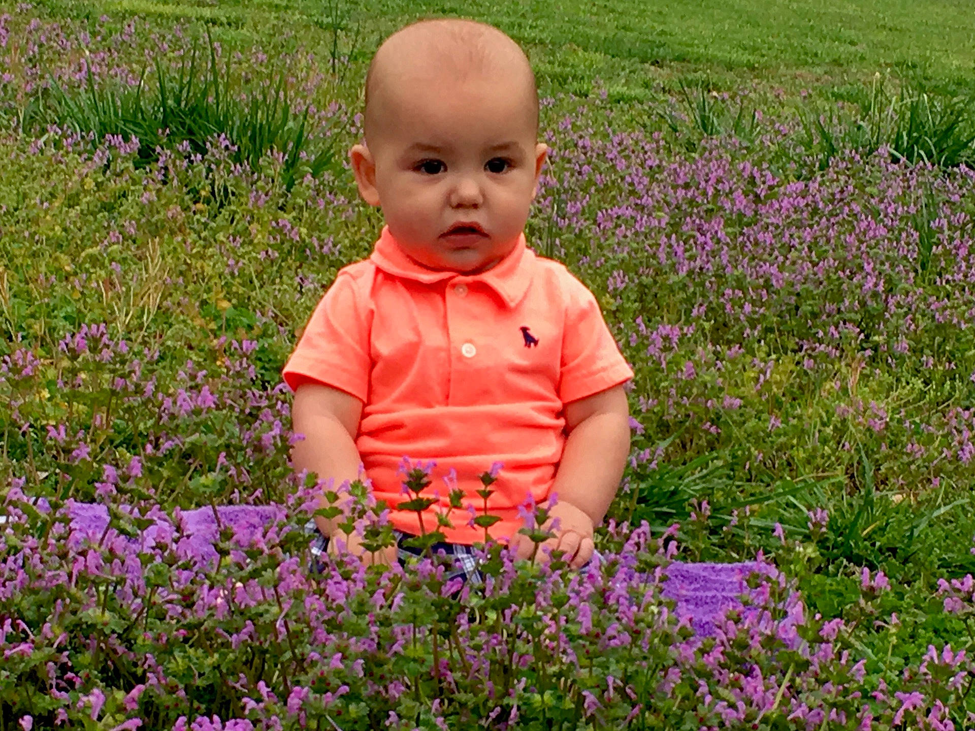 Gibson joined the competition — help win amazing prizes! bluebonnet, botany, child, field, flora, flower, flowering_plant, grass, land_plant, lawn, lupin, meadow, plant, wildflower, woodland