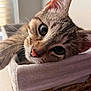 cat, tabby, close_up, whiskers, basket, fabric, ears, nose, eyes, pet, indoor, cozy, feline, curious, resting, soft_light, home, cute, animal, portrait