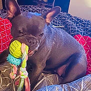 Angel Mcguire is registered to the contest to win money with this photo: dog, french_bulldog, toy, rope_toy, ball, pet, indoor, bed, bedding, pillow, playful, animal, chewing, cute, resting, canine, fur, ears, snout, companion
