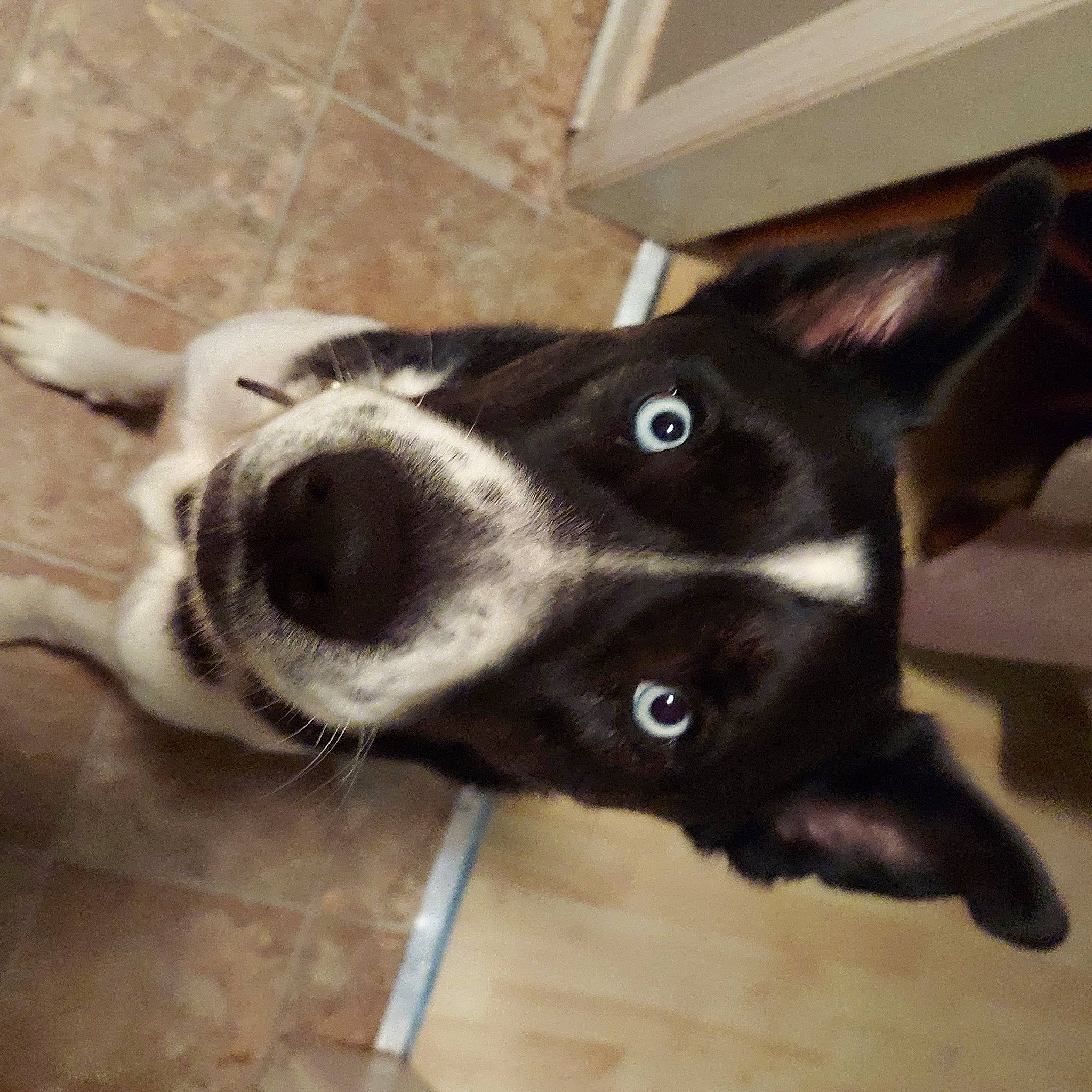 Creed is registered to the contest to win money with this photo: borador, canidae, carnivore, dog, dog_breed, ear, feist, mammal, non_sporting_group, nose, puppy, snout, sporting_group, whiskers