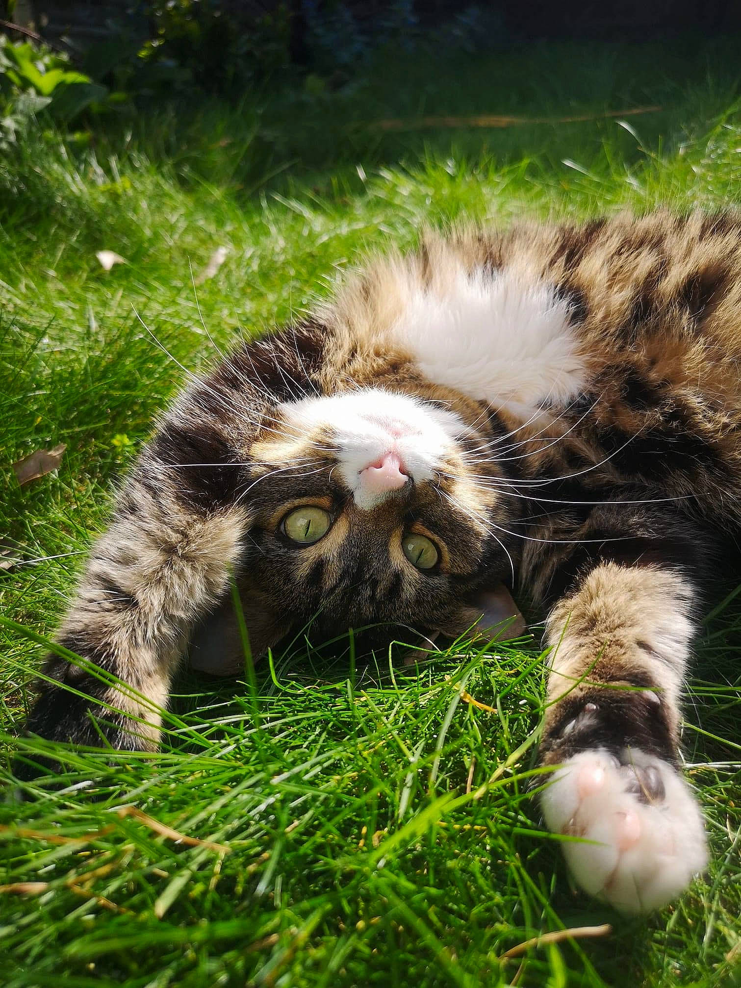 Indy joined the competition — help win amazing prizes! carnivore, cat, claw, domestic_short_haired_cat, fawn, felidae, fur, grass, grassland, groundcover, herb, lawn, paw, plant, small_to_medium_sized_cats, tail, terrestrial_animal, whiskers, wildlife