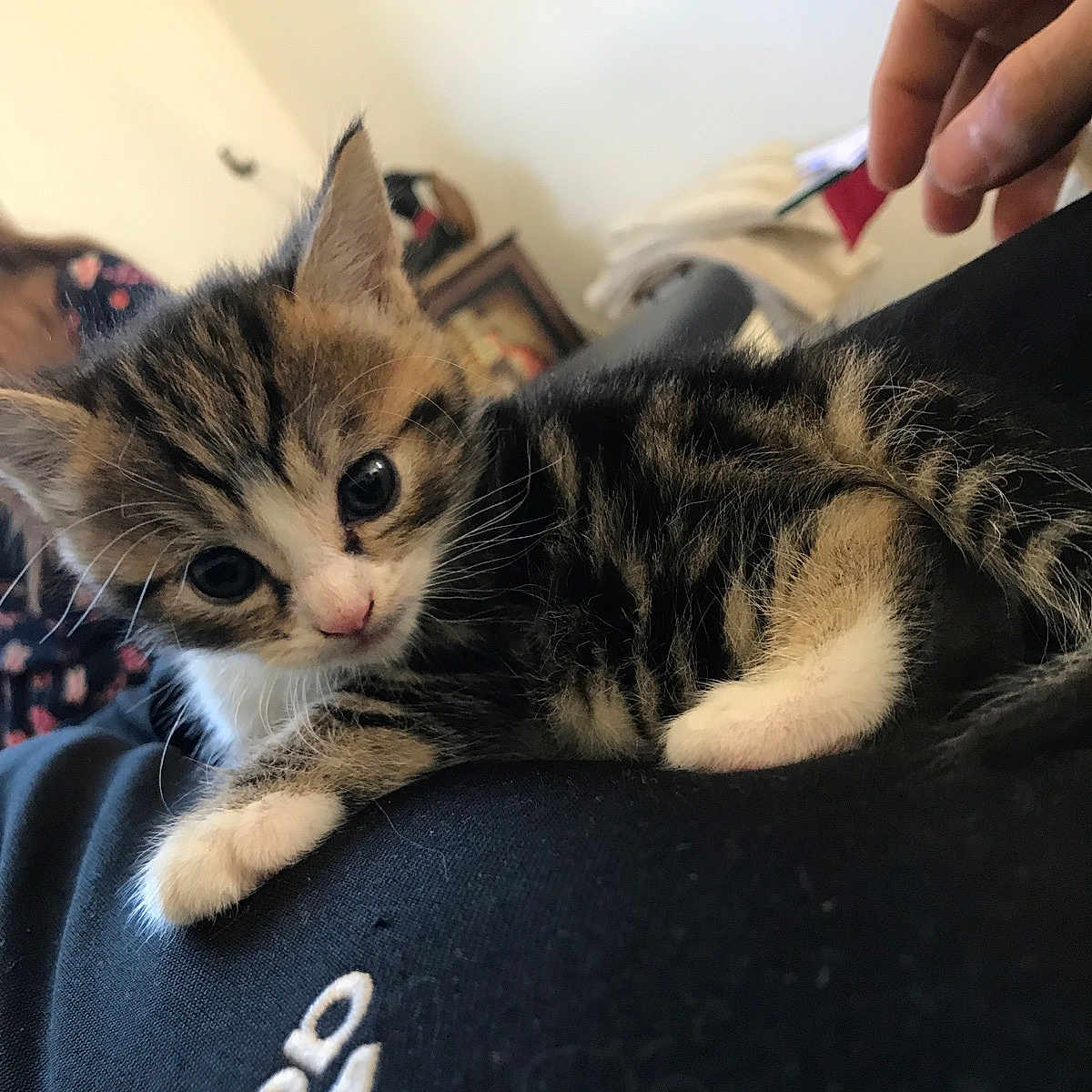 Chocolat a rejoint le concours — aidez-le/la à gagner de superbes lots ! abyssinian, animal, blanket, bodypart, brush, cat, couch, device, doctor, finger, furniture, hand, kitten, manx, person, pet, tool, veterinarian