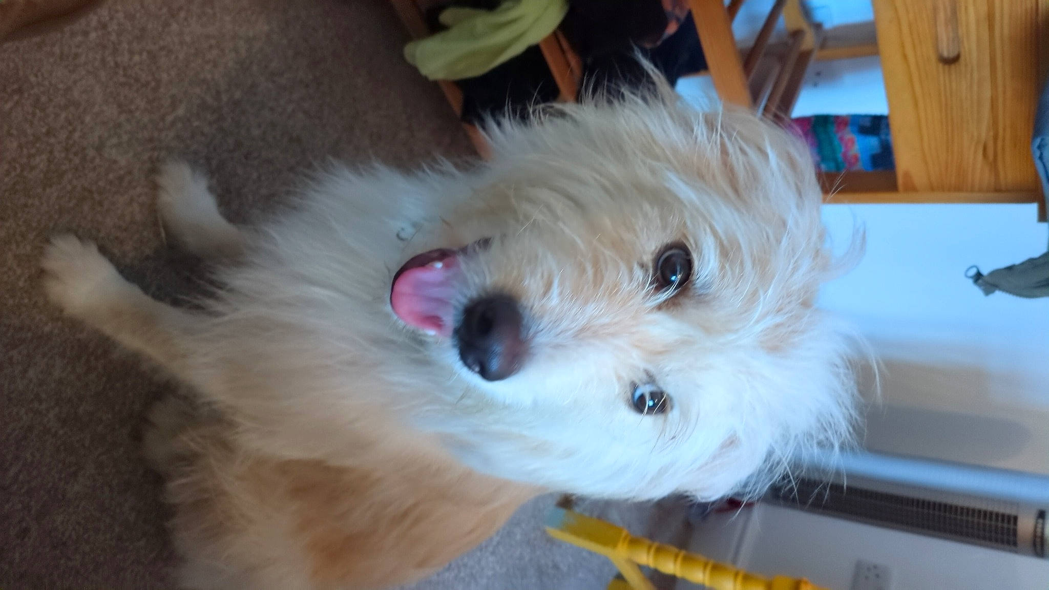 Scout joined the competition — help win amazing prizes! canidae, carnivore, companion_dog, dog, dog_breed, fur, hardwood, labradoodle, maltepoo, non_sporting_group, small_terrier, snout, sporting_group, terrier, toy_dog, whiskers, wood, working_animal