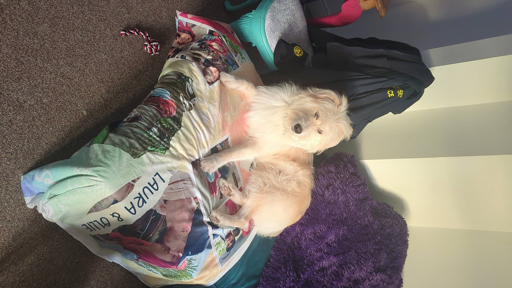 Scout joined the competition — help win amazing prizes! child, costume, doll, fun, fur, hat, personal_protective_equipment, plush, stuffed_toy, teddy_bear, toy