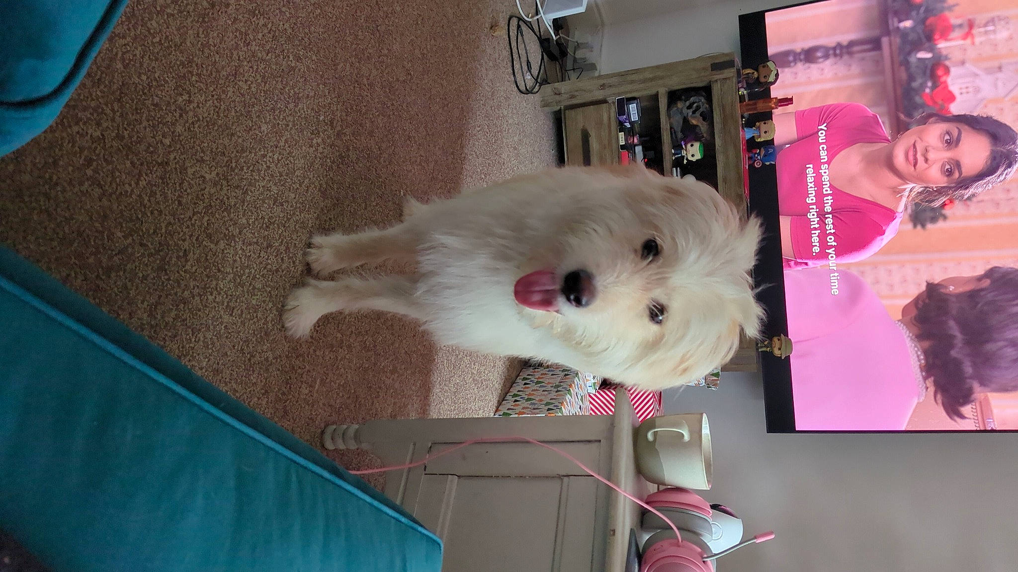 Scout is registered to the contest to win money with this photo: art, canidae, carnivore, companion_dog, dog, dog_breed, event, eyelash, fur, non_sporting_group, room, snout, sporting_group, stuffed_toy, toy, whiskers