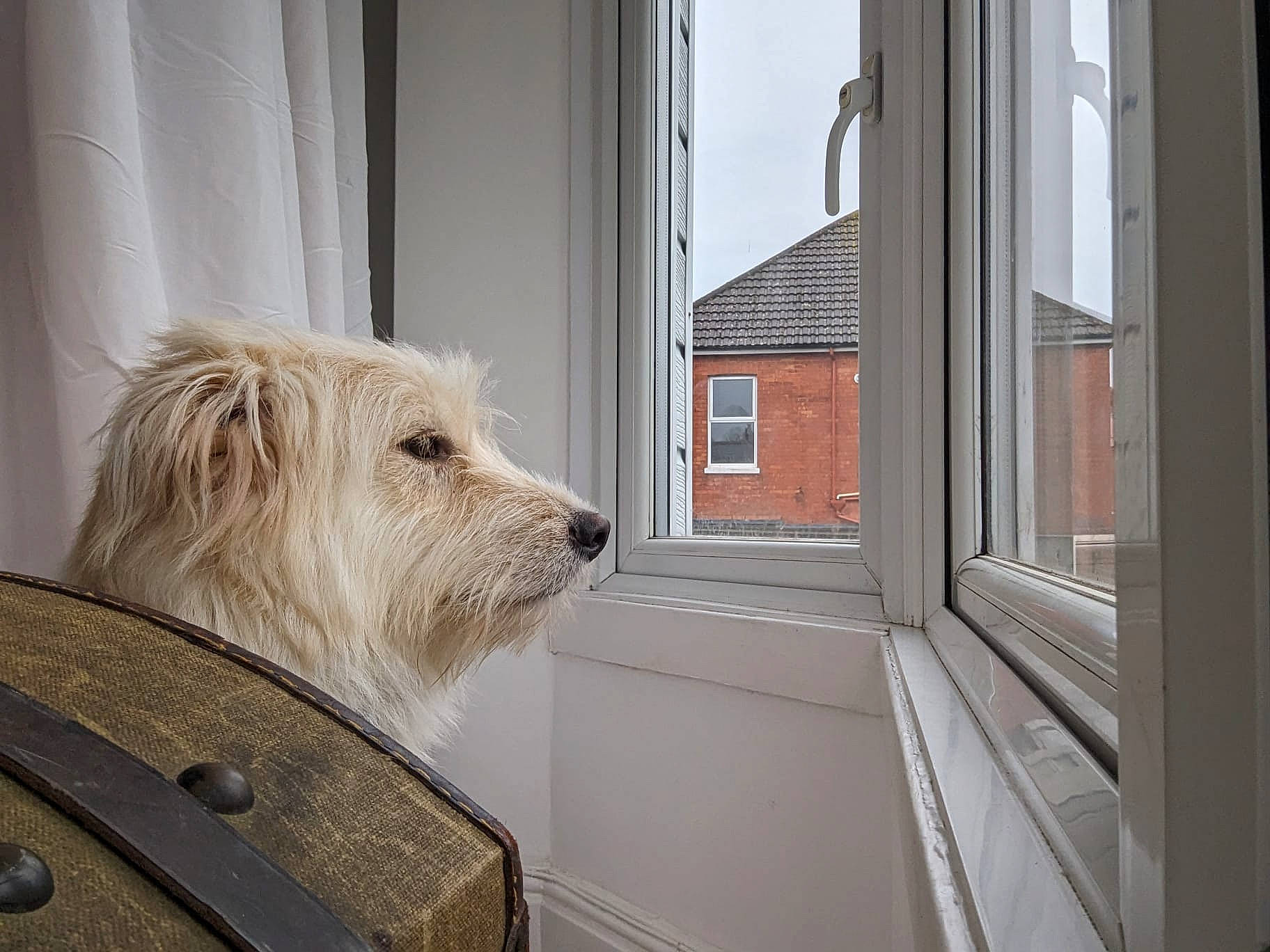 Scout is registered to the contest to win money with this photo: building, canidae, carnivore, companion_dog, dog, dog_breed, facade, floor, flooring, glass, hardwood, sash_window, small_terrier, snout, sporting_group, terrier, window, windscreen_wiper, wood, working_animal