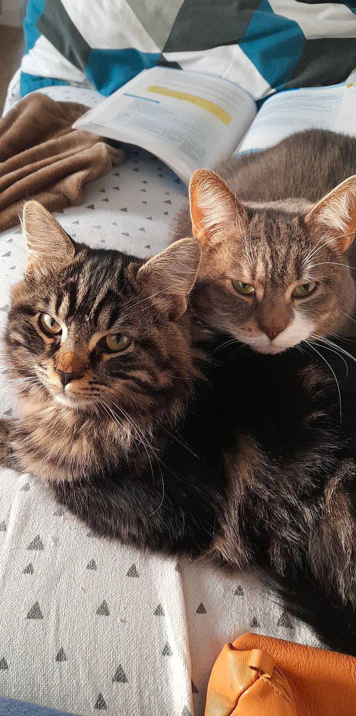 Sirius participe au concours pour gagner de l'argent avec cette photo : carnivore, cat, domestic_short_haired_cat, felidae, fur, kitten, mammal, pet_supply, small_to_medium_sized_cats, snout, tabby_cat, terrestrial_animal, vertebrate, whiskers