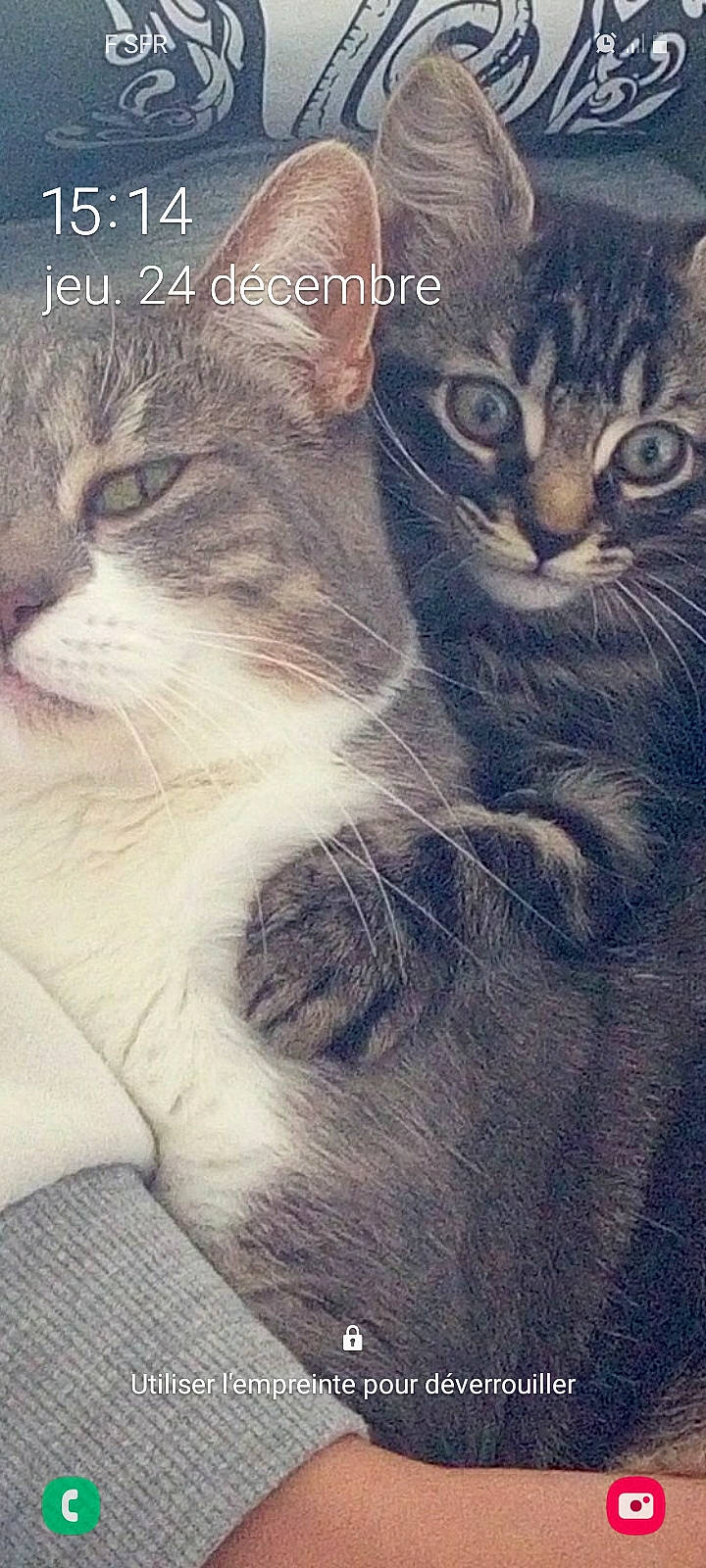 Sirius participe au concours pour gagner de l'argent avec cette photo : carnivore, cat, domestic_short_haired_cat, felidae, fur, kitten, organism, pet_supply, small_to_medium_sized_cats, snout, terrestrial_animal, vertebrate, whiskers