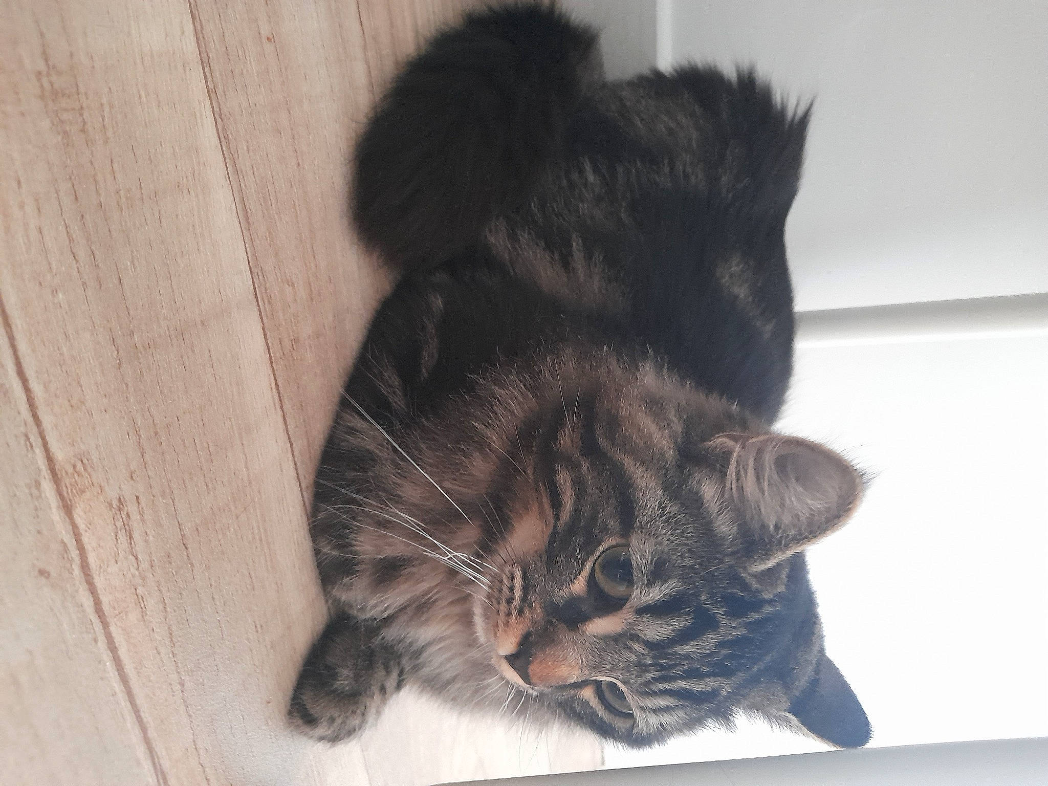 Sirius a rejoint le concours — aidez-le/la à gagner de superbes lots ! black_cat, carnivore, cat, claw, domestic_short_haired_cat, ear, eye, felidae, fur, grey, paw, small_to_medium_sized_cats, snout, tail, whiskers, window, wood