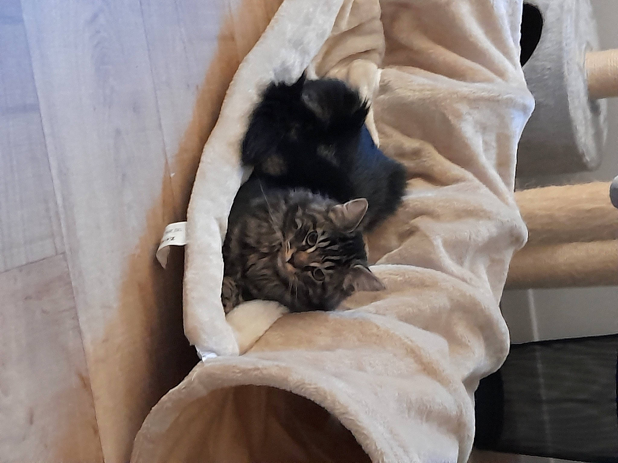 Sirius a rejoint le concours — aidez-le/la à gagner de superbes lots ! carnivore, cat, cat_bed, cat_supply, comfort, fawn, felidae, fur, nap, pet_supply, sleep, small_to_medium_sized_cats, vertebrate, whiskers