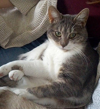 Even participe au concours pour gagner de l'argent avec cette photo : aegean_cat, american_shorthair, american_wirehair, asian, australian_mist, burmilla, carnivore, cat, domestic_short_haired_cat, european_shorthair, felidae, kitten, mammal, norwegian_forest_cat, oriental_longhair, polydactyl_cat, small_to_medium_sized_cats, tabby_cat, vertebrate, whiskers