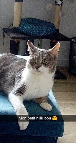 Even participe au concours pour gagner de l'argent avec cette photo : aegean_cat, american_shorthair, american_wirehair, asian, carnivore, cat, domestic_short_haired_cat, european_shorthair, felidae, kitten, mammal, photo_caption, small_to_medium_sized_cats, tabby_cat, vertebrate, whiskers