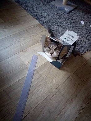 Even a rejoint le concours — aidez-le/la à gagner de superbes lots ! carnivore, cat, domestic_short_haired_cat, european_shorthair, felidae, floor, flooring, hardwood, kitten, laminate_flooring, small_to_medium_sized_cats, tabby_cat, table, tail, tile, whiskers, wood, wood_flooring