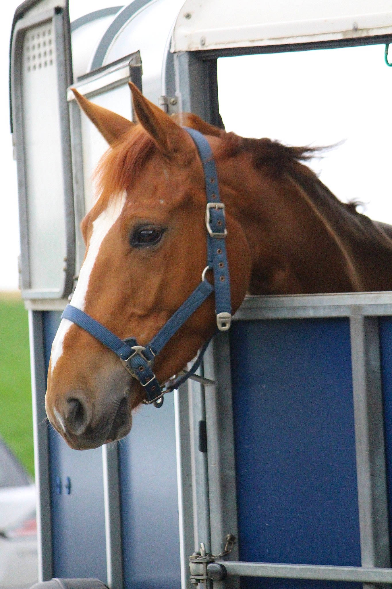 Ulm De La Haye participe au concours pour gagner de l'argent avec cette photo : bit, bridle, halter, horse, horse_harness, horse_supplies, horse_tack, horse_trailer, liver, mammal, mane, mare, mustang_horse, rein, snout, sorrel, stable, stallion, trailer, vehicle