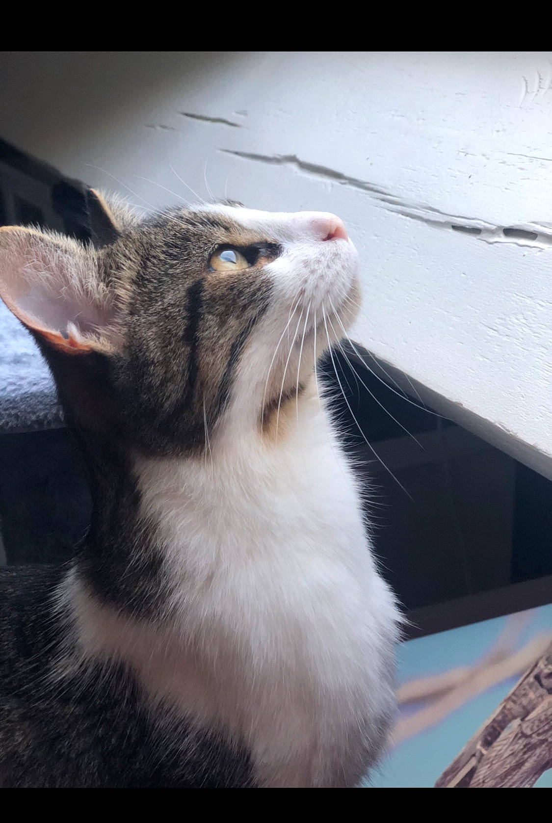 Aïko participe au concours pour gagner de l'argent avec cette photo : aegean_cat, american_wirehair, asian, carnivore, cat, domestic_short_haired_cat, european_shorthair, facial_expression, felidae, kitten, mammal, ojos_azules, photo_caption, small_to_medium_sized_cats, snout, tabby_cat, whiskers