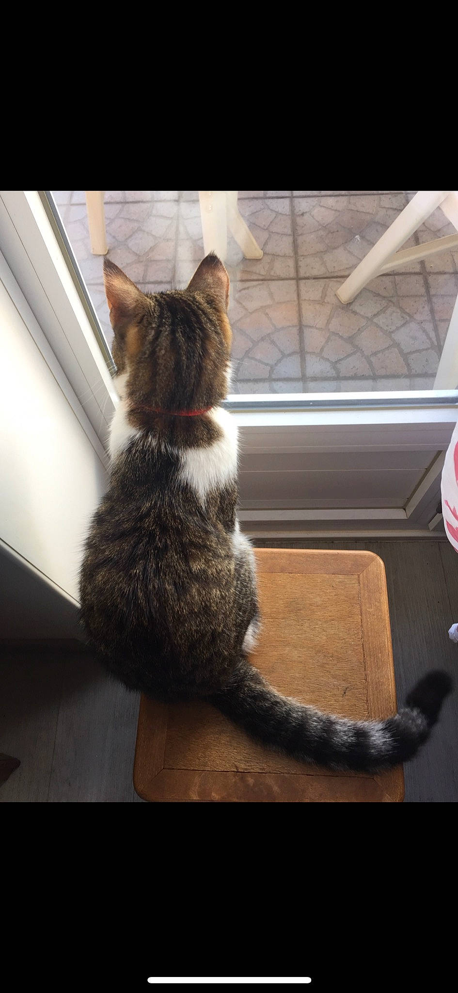 Aïko participe au concours pour gagner de l'argent avec cette photo : asian, carnivore, cat, domestic_short_haired_cat, ear, european_shorthair, felidae, fur, kitten, ojos_azules, small_to_medium_sized_cats, tabby_cat, tail, whiskers