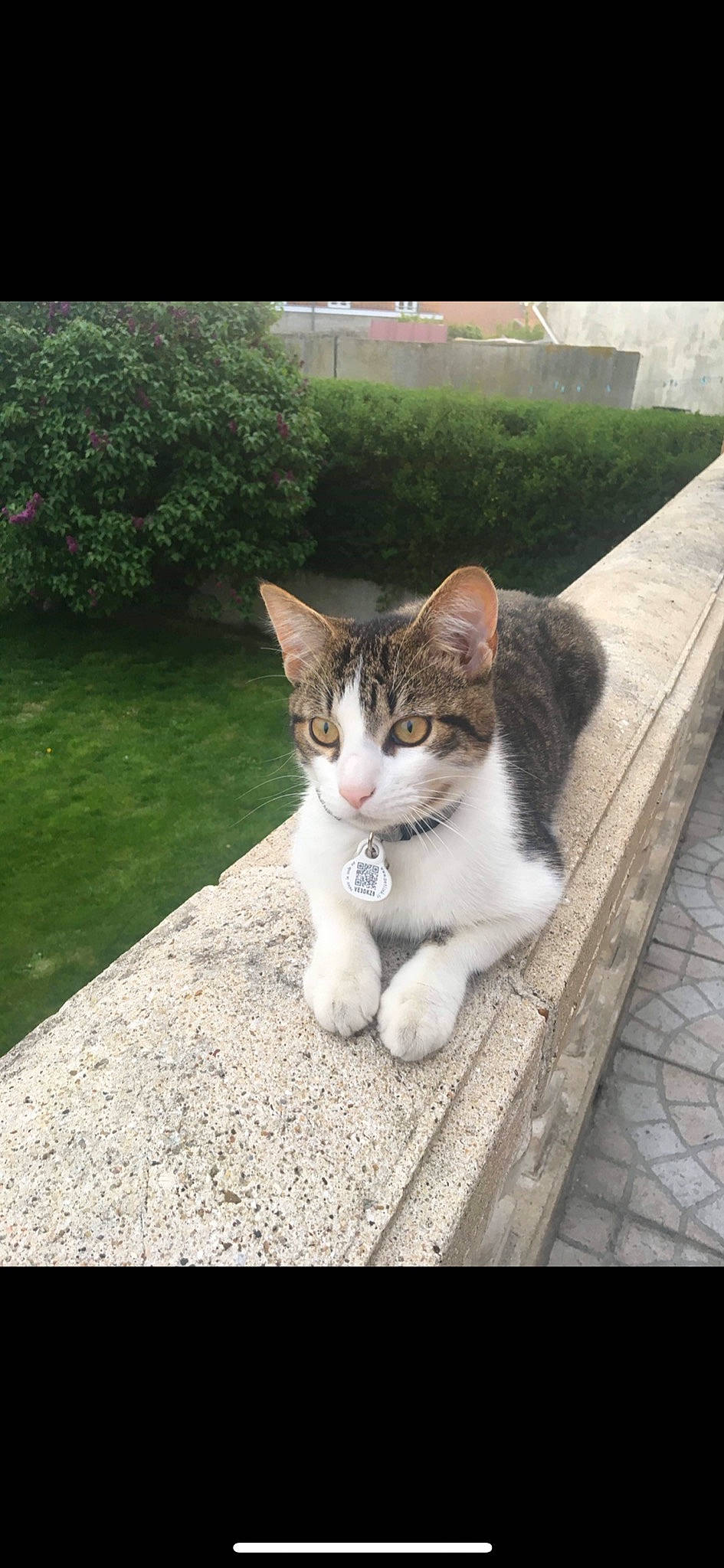 Aïko participe au concours pour gagner de l'argent avec cette photo : aegean_cat, american_wirehair, carnivore, cat, domestic_short_haired_cat, european_shorthair, felidae, kitten, mammal, nose, ojos_azules, photo_caption, photography, polydactyl_cat, small_to_medium_sized_cats, tabby_cat, tail, whiskers