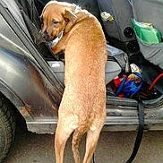 Lucky participe au concours pour gagner de l'argent avec cette photo :