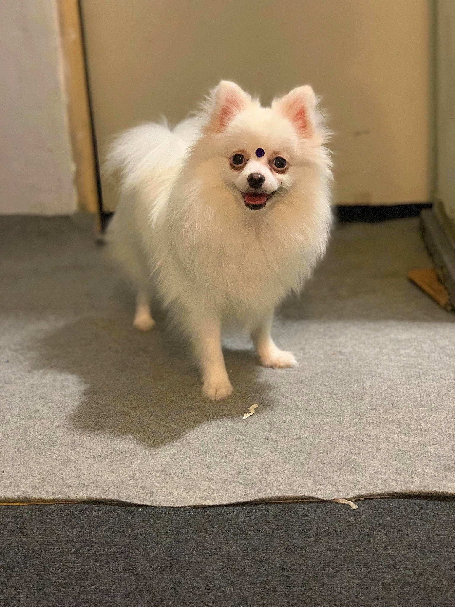 Nila a rejoint le concours — aidez-le/la à gagner de superbes lots ! american_eskimo_dog, canidae, carnivore, companion_dog, dog, dog_breed, german_spitz, german_spitz_klein, german_spitz_mittel, indian_spitz, japanese_spitz, mammal, non_sporting_group, pomeranian, rare_breed_dog, samoyed, spitz, toy_dog, vertebrate, volpino_italiano