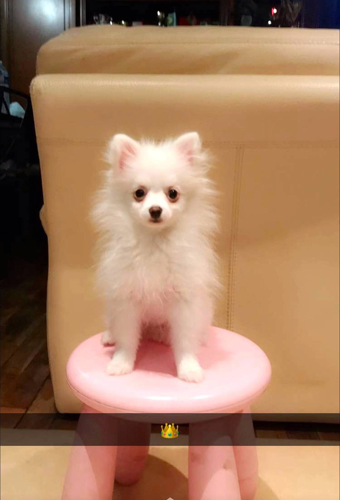 Nila a rejoint le concours — aidez-le/la à gagner de superbes lots ! canidae, carnivore, companion_dog, dog, dog_breed, german_spitz, german_spitz_klein, german_spitz_mittel, indian_spitz, japanese_spitz, mammal, non_sporting_group, pomeranian, puppy, samoyed, skin, spitz, toy_dog, vertebrate, volpino_italiano