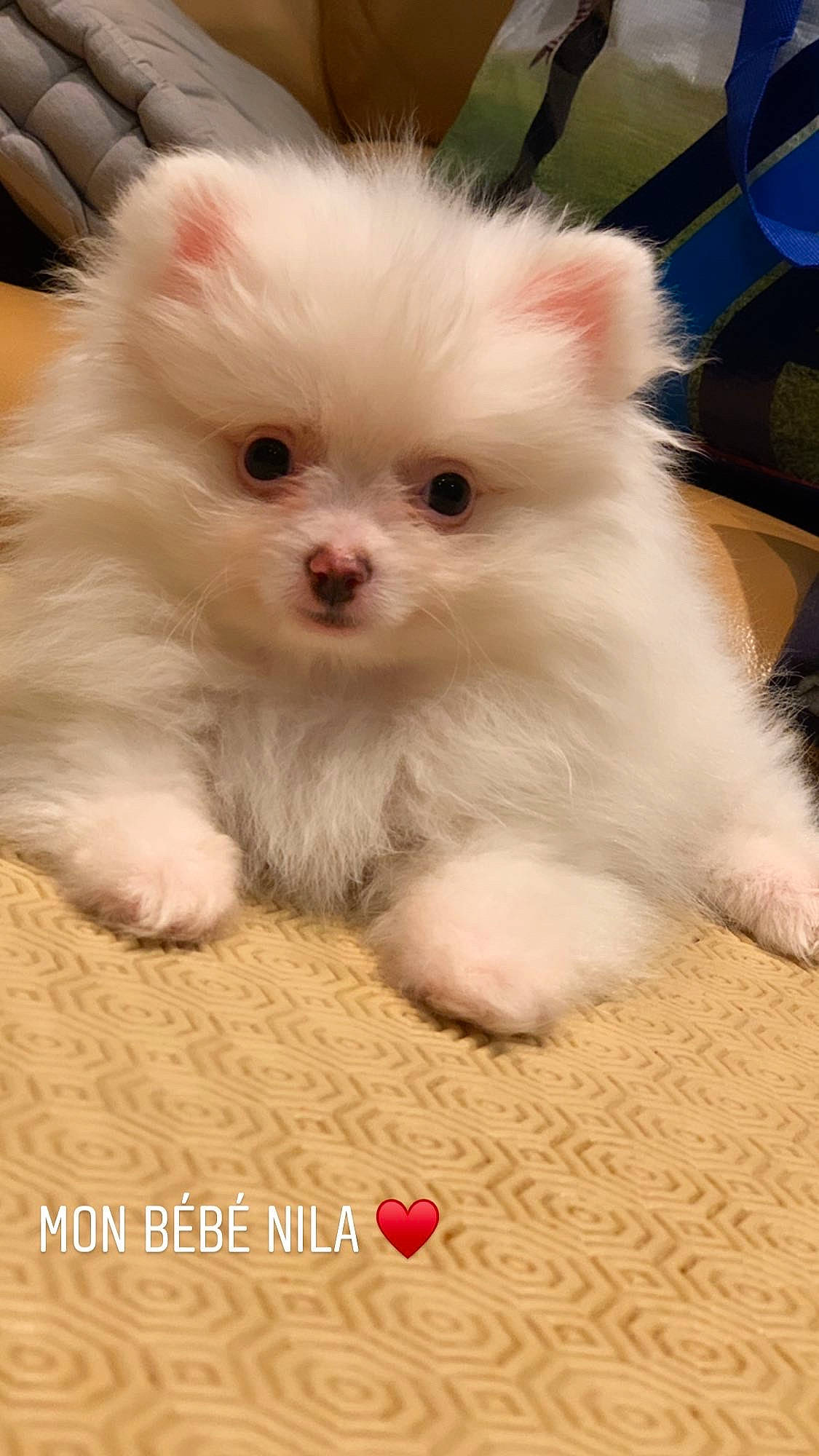 Nila a rejoint le concours — aidez-le/la à gagner de superbes lots ! canidae, carnivore, companion_dog, dog, dog_breed, eye, german_spitz, iris, maltepoo, mammal, non_sporting_group, pomeranian, puppy, rare_breed_dog, skin, snout, spitz, vertebrate, volpino_italiano, whiskers