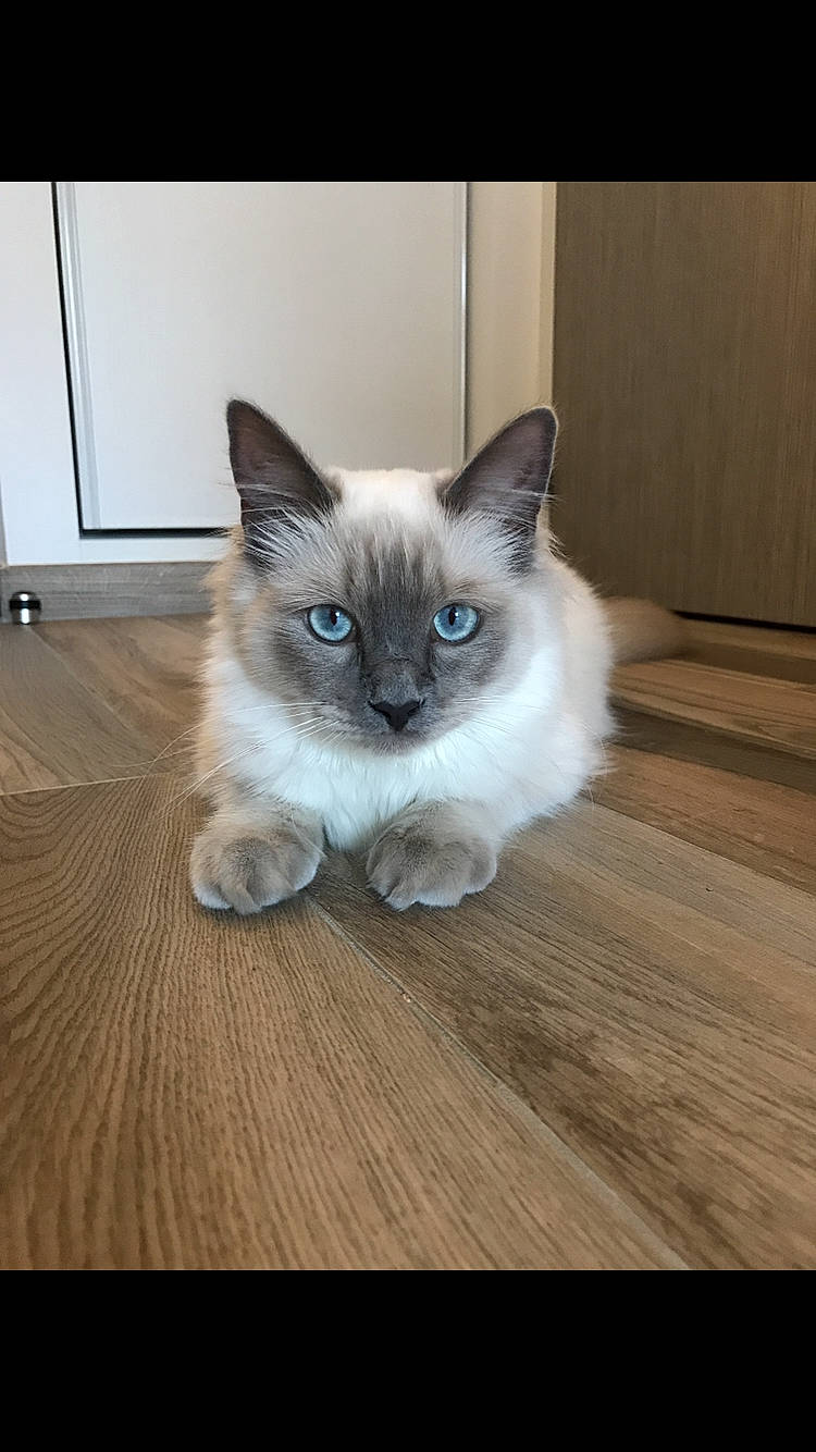 Clovis participe au concours pour gagner de l'argent avec cette photo : balinese, birman, carnivore, cat, eye, fawn, felidae, floor, flooring, fur, hardwood, laminate_flooring, siamese, small_to_medium_sized_cats, snout, tail, thai, whiskers, wood, wood_flooring