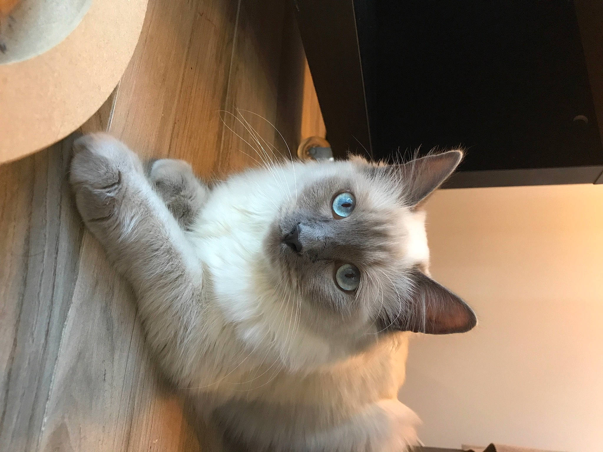 Clovis a rejoint le concours — aidez-le/la à gagner de superbes lots ! balinese, birman, carnivore, cat, claw, fawn, felidae, fur, hardwood, paw, ragdoll, siamese, small_to_medium_sized_cats, snout, thai, tonkinese, whiskers, wood