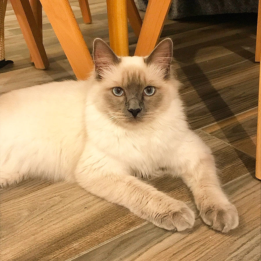 Clovis a rejoint le concours — aidez-le/la à gagner de superbes lots ! birman, carnivore, cat, domestic_short_haired_cat, eye, fawn, felidae, flooring, fur, hardwood, iris, paw, siamese, small_to_medium_sized_cats, snout, tail, terrestrial_animal, whiskers, wood, wood_flooring