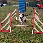Aïko participe au concours pour gagner de l'argent avec cette photo : agility_course, animal, canine, car, dog, exercise, fence, field, grass, husky, jump, jumping, leash, obstacle, outdoor, park, person, sport, training, winter_clothing