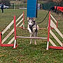 agility_course, animal, canine, car, dog, exercise, fence, field, grass, husky, jump, jumping, leash, obstacle, outdoor, park, person, sport, training, winter_clothing